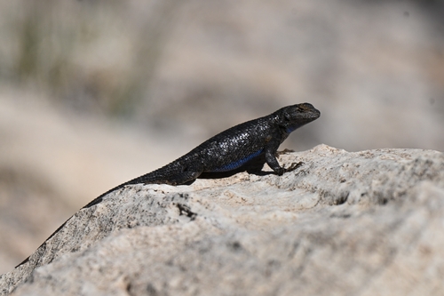 iNaturalist observation photo of Great Basin Fence Lizard