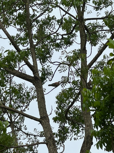 Red Collared-Dove