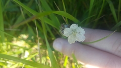 Phacelia malvifolia