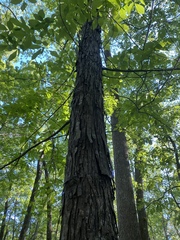 Carya carolinae-septentrionalis