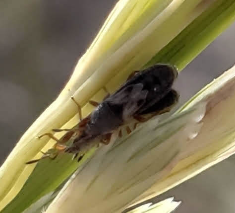 Blissus arenarius