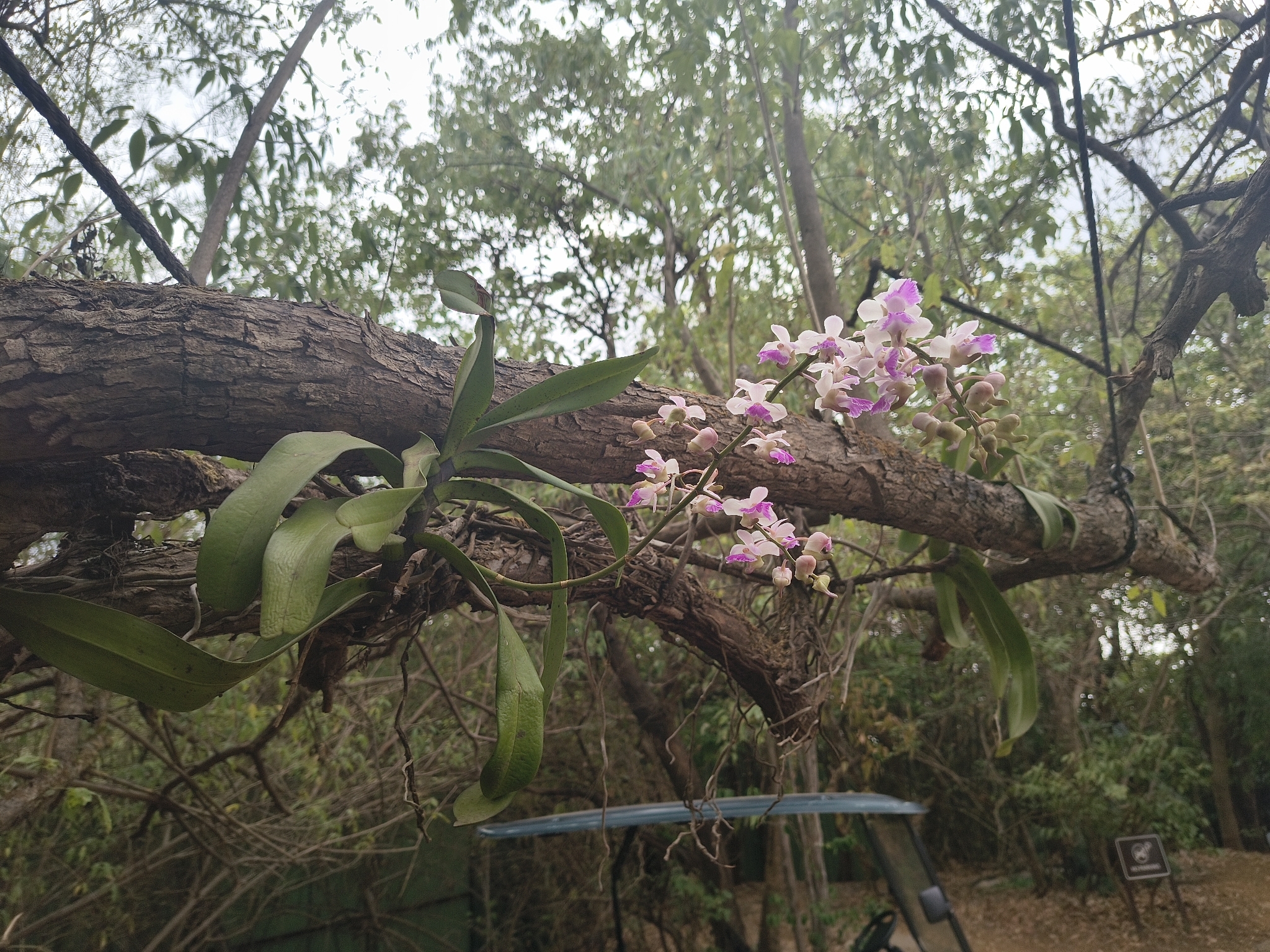 Aerides crispa Lindl. 4