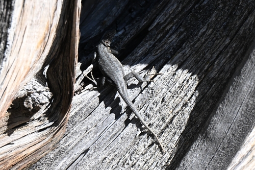 iNaturalist observation photo of Northern Sagebrush Lizard