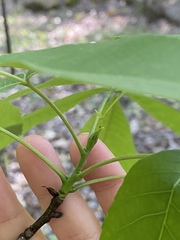 Carya carolinae-septentrionalis