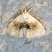 Brown-banded Lipocosma Moth - Photo (c) John Trent, some rights reserved (CC BY-NC-ND), uploaded by John Trent