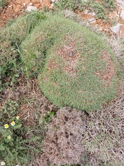 Acantholimon libanoticum