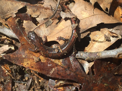 Plethodon angusticlavius