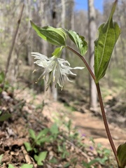 Prosartes maculata