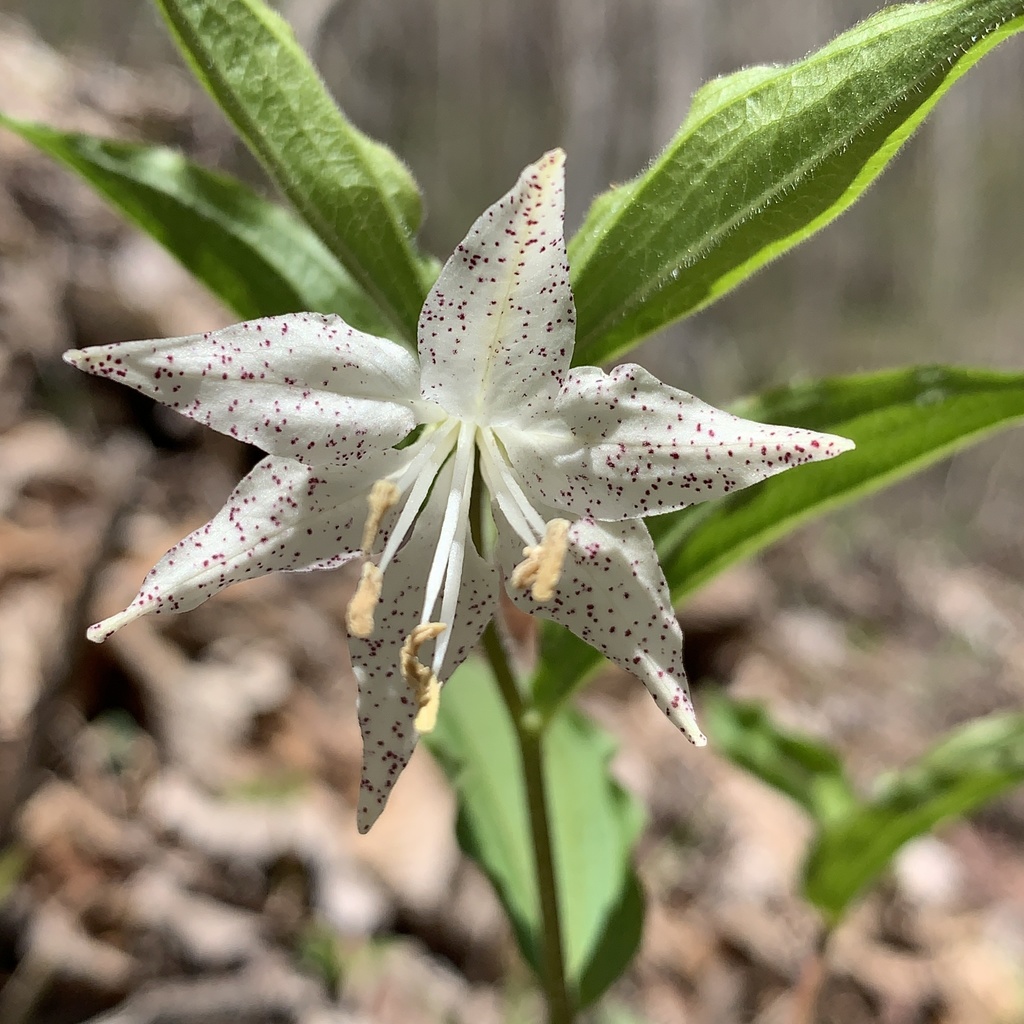 fairybells, fetid adderstongues, and twistedstalks