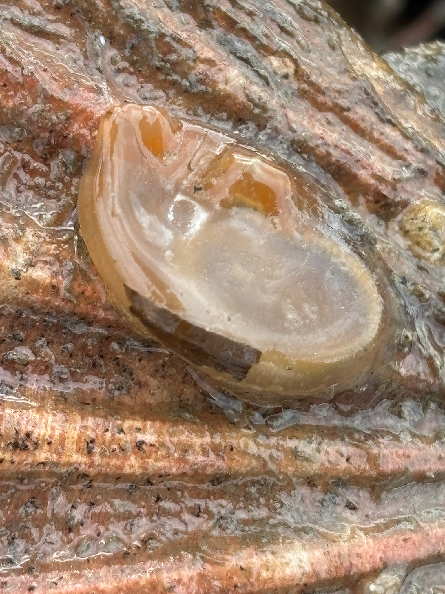 Corella eumyota Traustedt, 1882