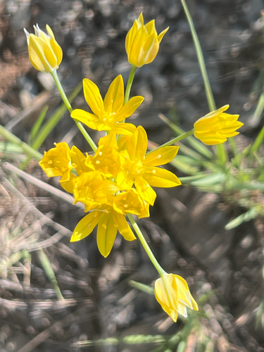Allium moly