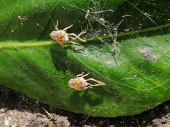 Scolypopa