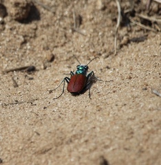 Cicindela scutellaris scutellaris