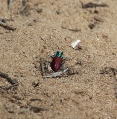 Cicindela scutellaris scutellaris