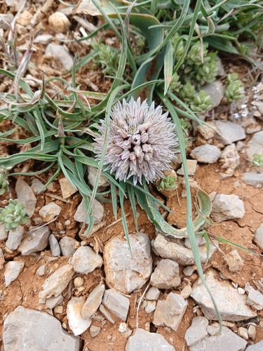 Allium libani (Allium libani)