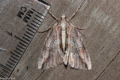 Pseudocoremia lupinata