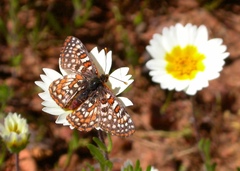 Euphydryas editha quino