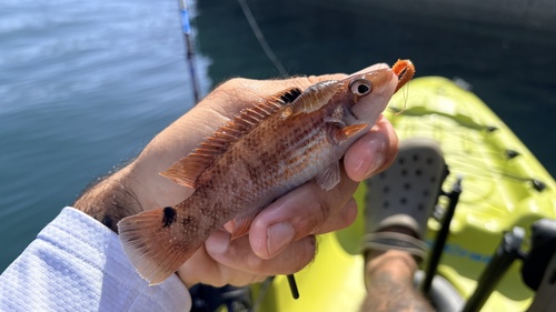 Goldsinny wrasse (Ctenolabrus rupestris) — Labridae — 4