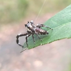 Sandalodes bipenicillatus