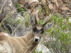 Hippocamelus antisensis