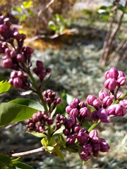 Syringa vulgaris
