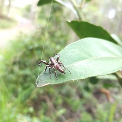 Sandalodes bipenicillatus