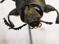 Chrysobothris basalis