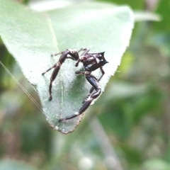 Sandalodes bipenicillatus