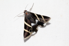 Grammodes ocellata