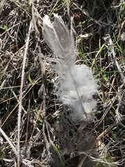 Dendragapus obscurus