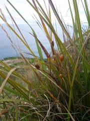 Libertia peregrinans