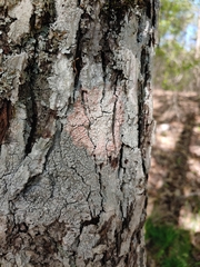Marchandiomyces corallinus