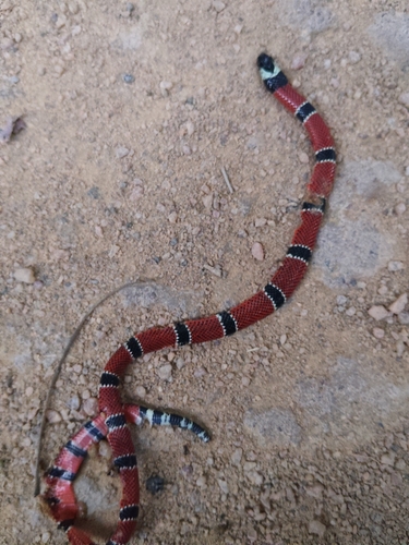 Painted Coralsnake