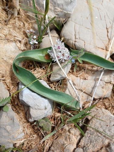 Allium libani