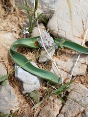 Allium libani, photograph (c) yelena_antipova, some rights reserved (CC BY)