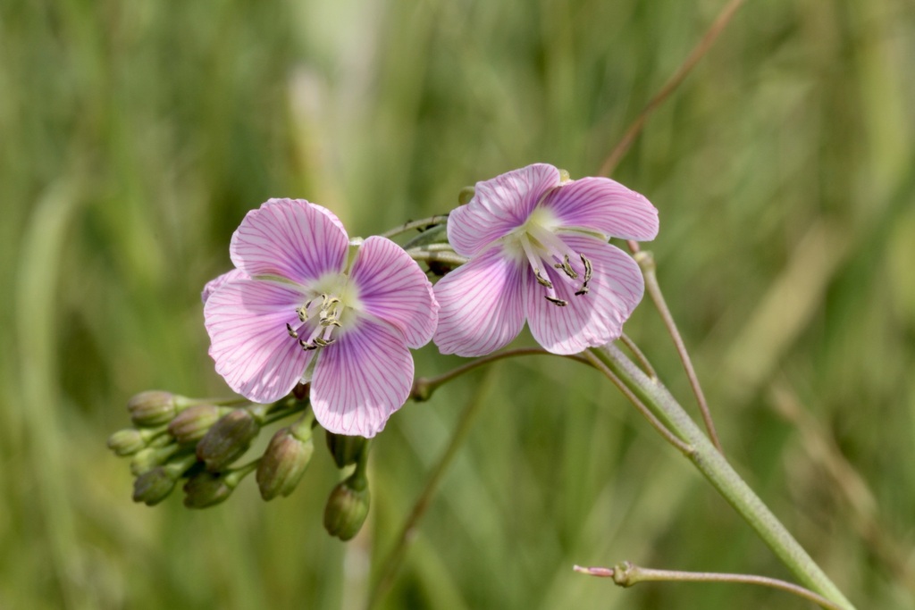 Grassland Blue Cress Flower