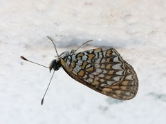 Texola elada ulrica
