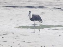 iNaturalist image