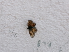 Texola elada ulrica