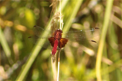 Erythrodiplax ines