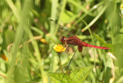 Erythrodiplax ines