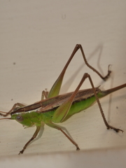 Conocephalus albescens