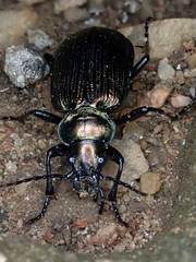 Calosoma alternans
