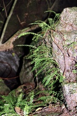 Asplenium dregeanum