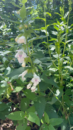 Melittis melissophyllum