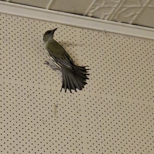 Olive-backed Oriole