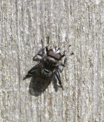 Chalcosyrphus