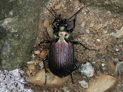 Calosoma alternans