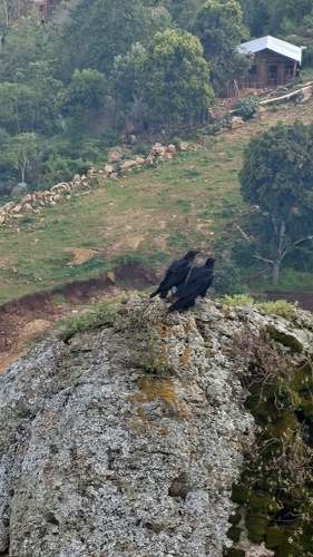 Fan-tailed Raven