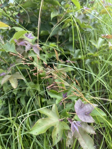 Sorghum nitidum observed 2026-05-22